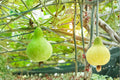 Calabash Bottle Gourd Seeds – Heirloom Climbing Vegetable for Garden, Asian Cuisine, Long Green Fruits, Non-GMO, 15+ Seeds