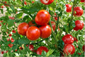 Abe Lincoln Heirloom Tomato Seeds – Large Red Slicing Fruit, Indeterminate, Non-GMO, 120+ Seeds