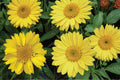 25 Seeds Yellow Blanket Flower Gaillardia aristata Perennial Drought Tolerant