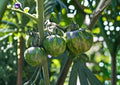 Green Zebra Tomato Seeds – Heirloom Non-GMO Vegetable Seeds for Garden Planting, Striped Green Tomato, Solanum lycopersicum