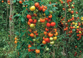 Sweet Pea Currant Tomato Seeds, Heirloom, High-Yield Tiny Red Fruit, Solanum lycopersicum