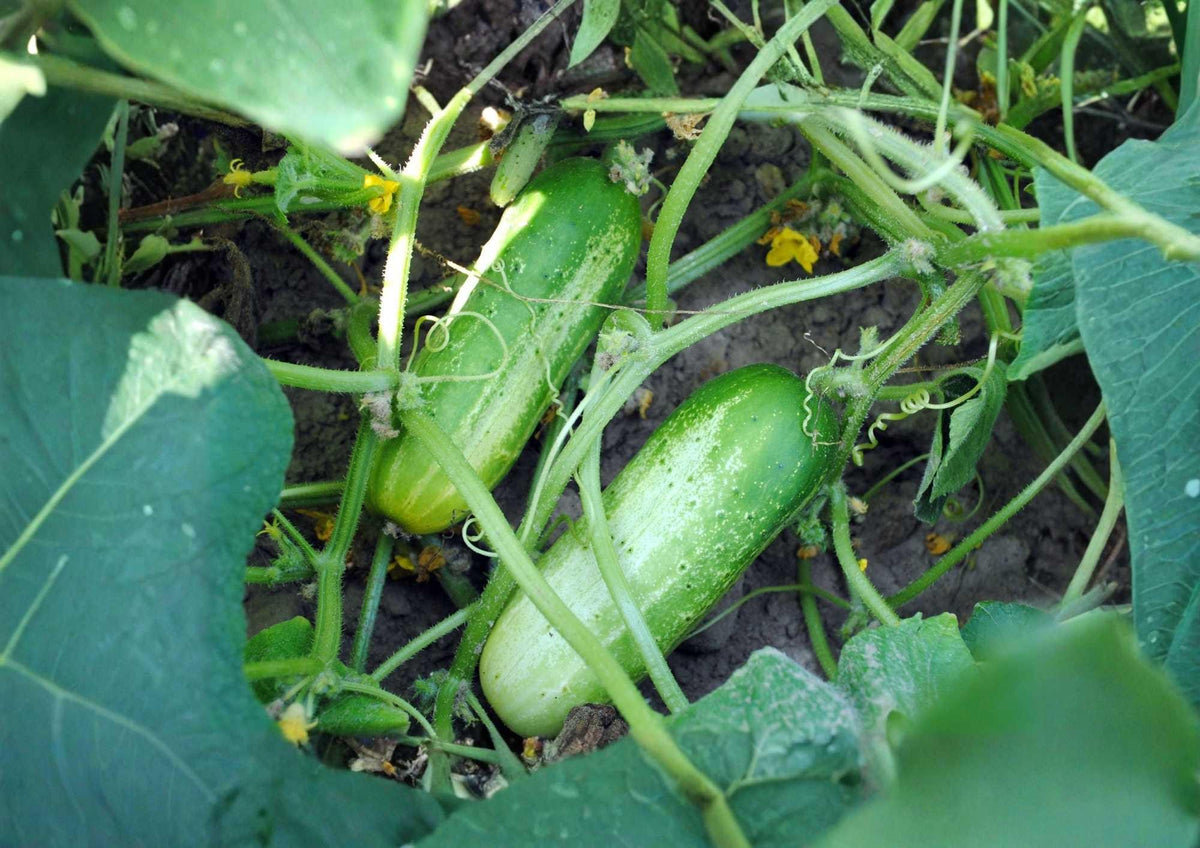 30+ Parisian Gherkin Cucumber Seeds | Heirloom, Small Pickling Cucumbers, AAS Winner, Crisp Flavor, High Yield, Vegetable Seeds