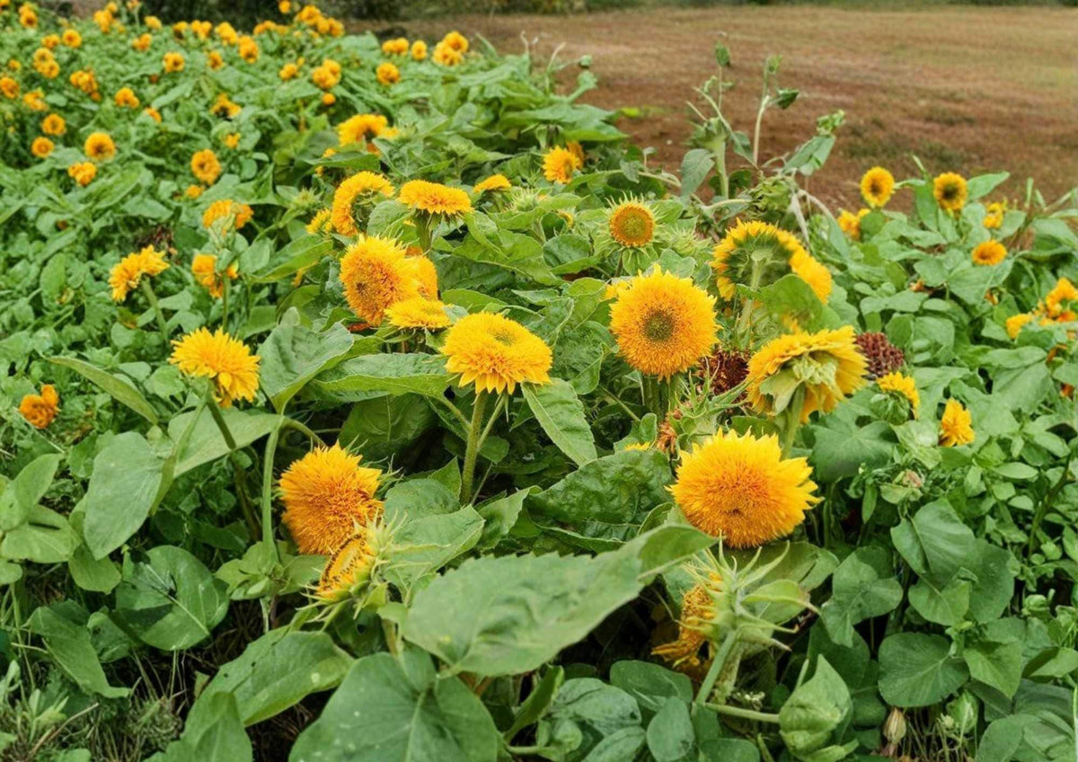 Double Sun Sunflower Seeds – Large Double Bloom, Bold Color, Garden Planting, Helianthus annuus