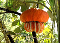 Turk’s Turban Pumpkin Seeds, Heirloom Non-GMO, Colorful Ornamental Gourd, Unique Turban Shape, Garden Planting, 10 Seeds