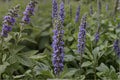 100 Seeds Catnip Nepeta cataria Herb