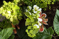 75 Seeds Pepper Cress Lepidium sativum Garden Salad Microgreen