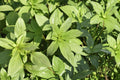 75 Seeds Lemon Basil Ocimum basilicum Herb