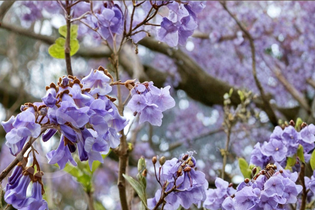 100 Seeds Empress Tree Paulownia tomentosa Fast Growing Shade Ornamental Flowering Tree