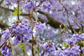 Empress Tree Seeds - 100 Count - Fast-Growing Deciduous Tree with Lavender-Purple Flowers - Paulownia tomentosa