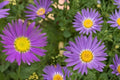 100 Seeds Tahoka Daisy Machaeranthera tanacetifolia