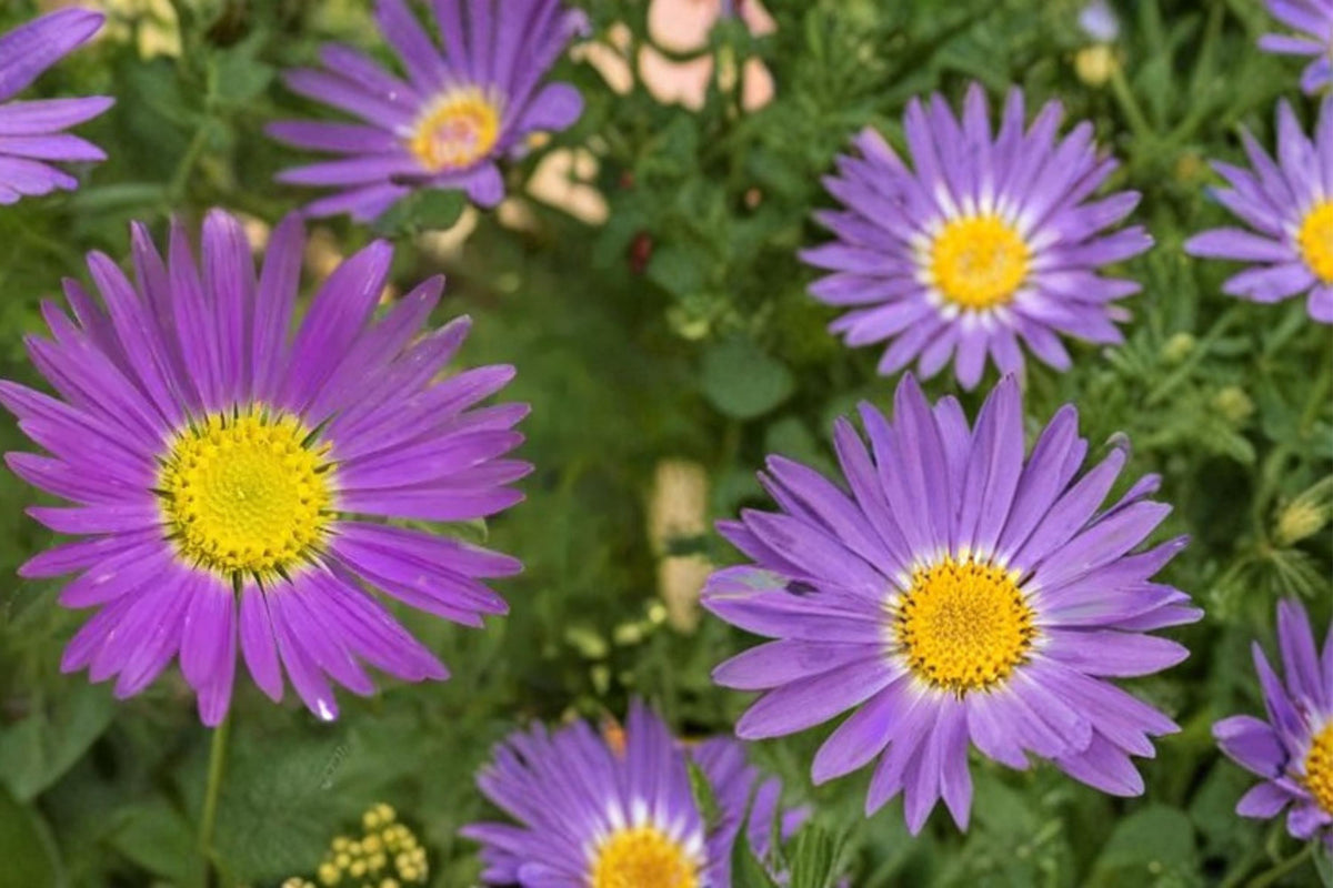 100 Seeds Tahoka Daisy Machaeranthera tanacetifolia