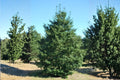 American Holly Seeds (Ilex opaca) – Evergreen Tree for Landscaping, Wildlife Gardens & Holiday Decor, Bright Red Berries