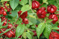 10 Seeds Roselle Hibiscus sabdariffa Calyces Tea Garden Ornamental Annual
