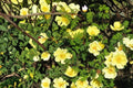 10 Seeds Manchu Rose Rosa xanthina Yellow Flowering Shrub