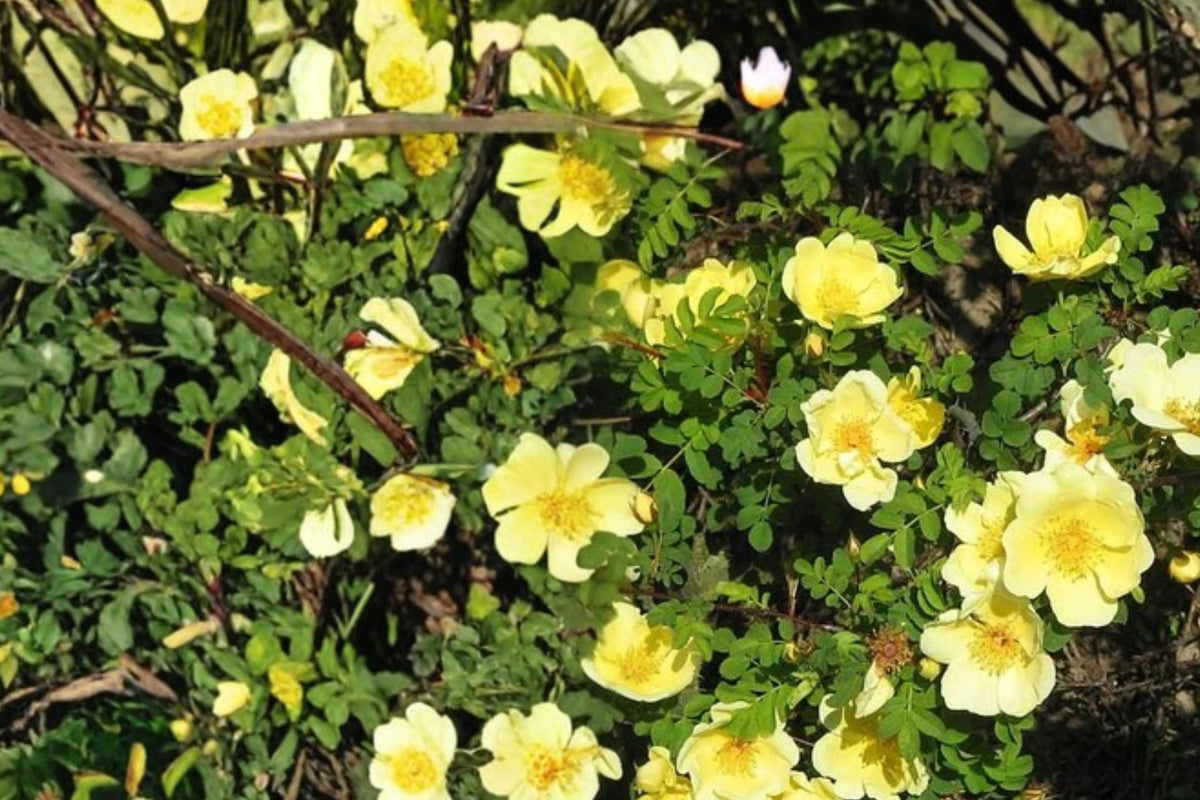 10 Seeds Manchu Rose Rosa xanthina Yellow Flowering Shrub