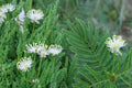 50 Seeds Illinois Bundleflower Desmanthus illinoensis Native Prairie Legume
