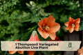Thompsonii Variegated Abutilon Live Plant - Flowering Maple Starter, Indoor Patio Ornamental Foliage, Peach Blooms