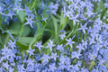 10 Seeds Ozark Bluestar Amsonia illustris Native Perennial