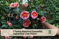 Camellia japonica ‘Tama Electra’ Live Plant – Flowering Evergreen Shrub for Garden or Container