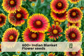600+ Indian Blanket Flower Seeds, Gaillardia pulchella, Bright Red, Orange & Yellow Blooms, Pollinator Attracting, Easy to Grow