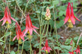 100 Seeds Red Columbine Aquilegia canadensis Native Wildflower