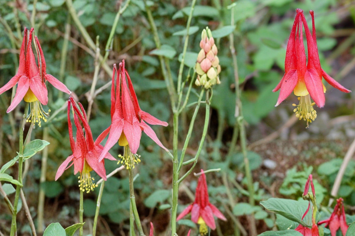 100 Seeds Red Columbine Aquilegia canadensis Native Wildflower