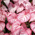 Pinky Swear Caladium Bulbs – 6 Tropical Foliage Plants for Shade Gardens, Containers, Summer Landscape, Elephant Ear Style
