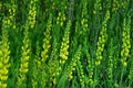 15 Seeds Yellow Wild Indigo Baptisia tinctoria Native Perennial