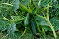 Cocozelle Zucchini Seeds – Heirloom Italian Summer Squash with Striped Green Fruits, High Yield, Non-GMO, 50+ Seeds