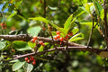 Possumhaw Holly Seeds 10 Pack | Native Ilex decidua with Bright Red Berries for Wildlife & Landscaping