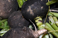 Black Spanish Round Radish Seeds – Heirloom Organic Winter Root Vegetable, 200+ Non-GMO Seeds