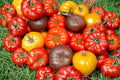 Rainbow Beefsteak Tomato Seeds - Heirloom, Non-GMO, High Yield Slicing Mix, Indeterminate, Colorful Large Tomatoes, 120+ Seeds
