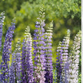 Large Leaf Lupine Seeds – Lupinus polyphyllus Perennial Wildflower for Borders & Meadows, Colorful Flower Spikes