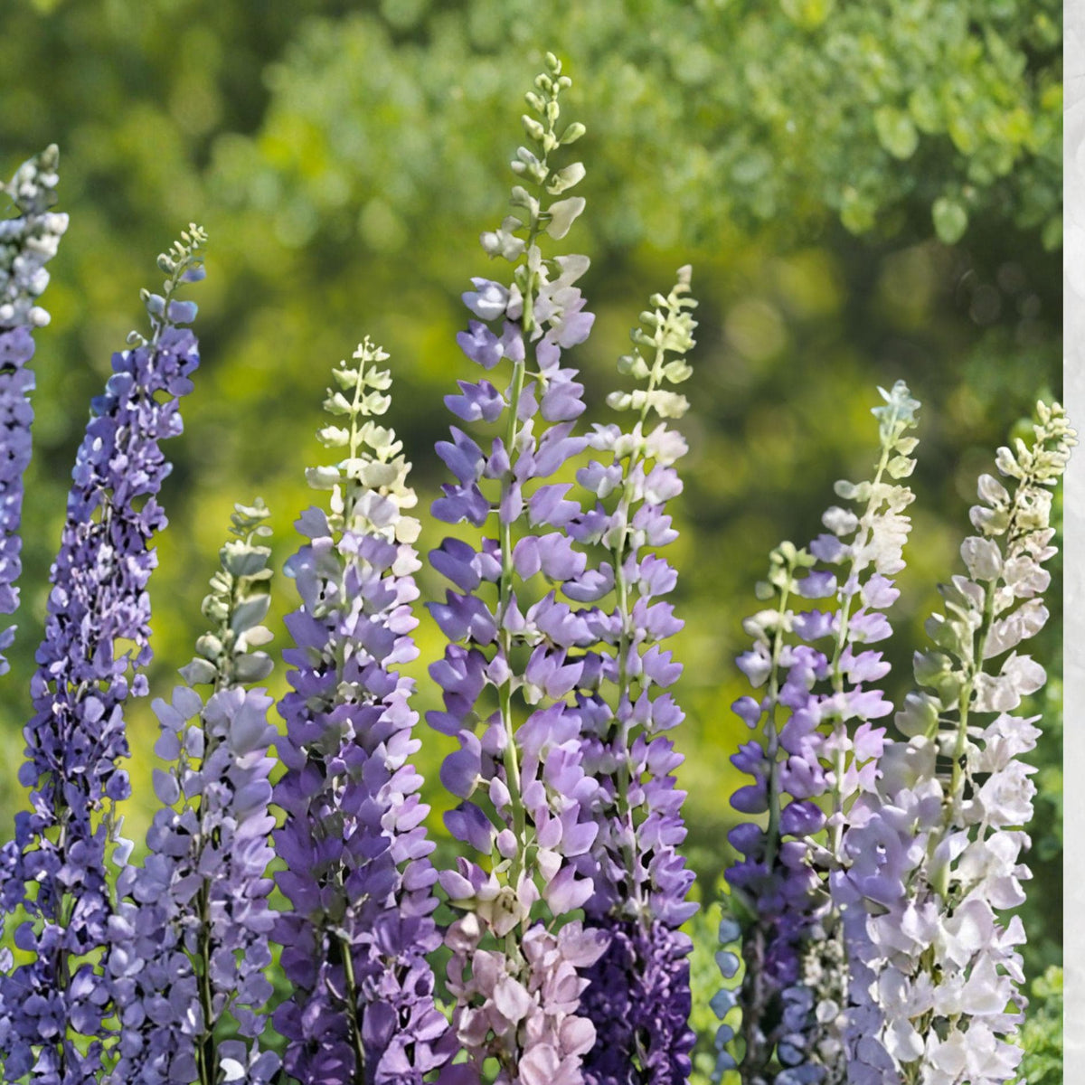 Large Leaf Lupine Seeds – Lupinus polyphyllus Perennial Wildflower for Borders & Meadows, Colorful Flower Spikes