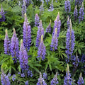 Blue Lupine Seeds – Perennial Wildflower for Native Gardens, Meadows, Pollinator-Friendly Landscaping – Lupinus perennis
