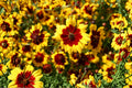 Plains Coreopsis Seeds - Heirloom Wildflower, Drought Tolerant, Pollinator Garden, Bright Yellow & Red Flowers, 200+ Seeds