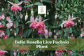 Bella Rosella Fuchsia Plant – Live Starter for Hanging Baskets & Containers, Pink, Purple, Red, White, Fuchsia Scientific Name