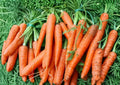 Heirloom Carrot Seeds – Tendersweet Long Orange Root Vegetable for Garden Planting, Crisp Texture, High Yield