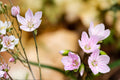 Spring Beauty Seeds – Native Claytonia virginica Wildflower for Woodland Gardens & Shade Areas, Early Pollinator Support