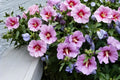 Rose of Sharon Seeds | Hibiscus syriacus | Ornamental Shrub with Large Pink, Purple, White Blooms | Easy to Grow