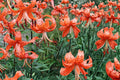 1 Bulb Tiger Lily Lilium lancifolium Mixed Color