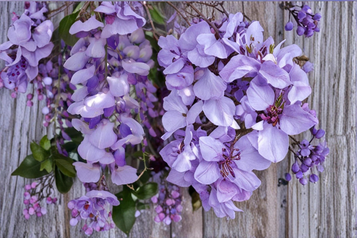 10 Seeds Purple Wisteria Wisteria sinensis Vine Fragrant Flowering Climber