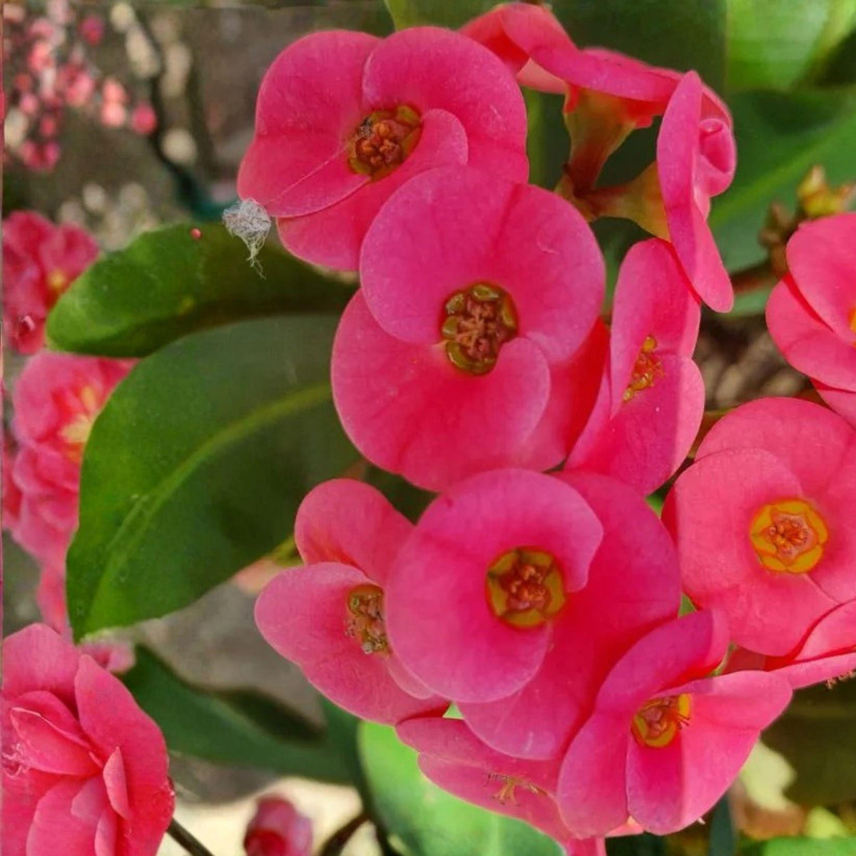 Hot Pink Crown of Thorns Cutting, Euphorbia milii Succulent Starter Plant, Flowering Indoor & Outdoor Plant