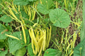 50 Seeds Golden Wax Bean Phaseolus Vulgaris Yellow Pod Bush Bean Heirloom Garden Vegetable