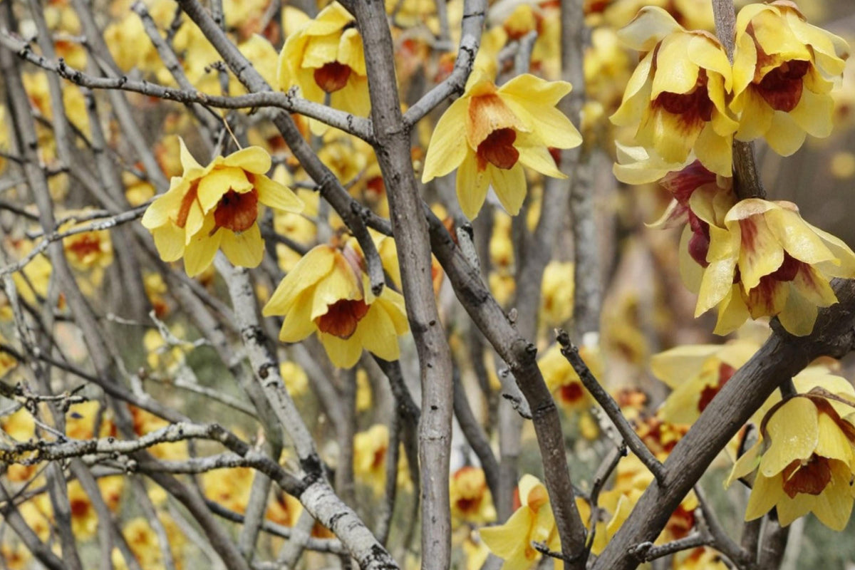 Wintersweet Seeds 30 Count - Chimonanthus praecox Fragrant Deciduous Shrub with Pale Yellow Blooms for Garden Planting