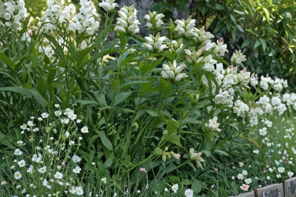 50 Seeds White Turtlehead Chelone glabra Native Perennial