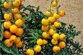 Yellow Tomato Seeds 50+ Pack - Golden Fruit Variety, Solanum lycopersicum - Ideal for Garden Beds & Containers