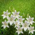 Riverdale White Asiatic Lily Bulbs – 5 Summer Blooming Ornamental Flowers with Ruffled White Petals (Lilium asiaticum)