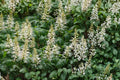 White Buckeye Live Plant – Bare Root Aesculus spp. Deciduous Tree for Landscaping and Garden