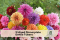 Mixed Dinnerplate Dahlia Tubers - Large Blooming Flowering Tuber, Assorted Colors, Dahlia pinnata hybrids